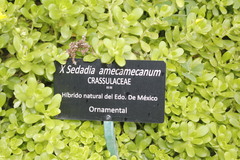Sedum × amecamecanum
