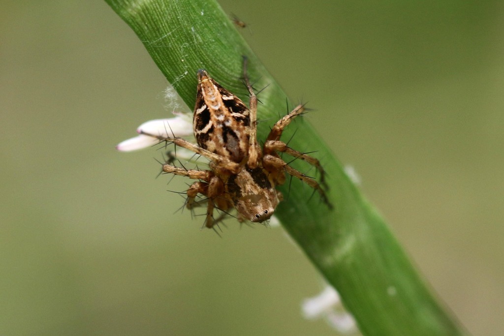 Dark Banded Lynx Spider