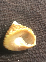 Coelotrochus viridis