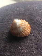 Coelotrochus viridis