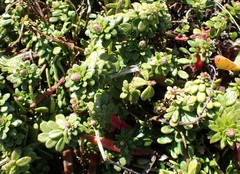 Stackhousia spathulata