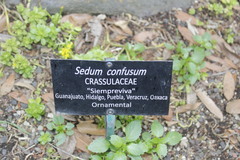 Sedum confusum