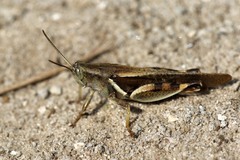 Catantopinae