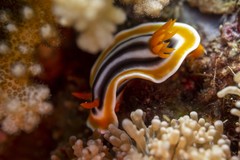 Chromodoris strigata