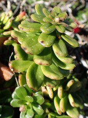 Stackhousia spathulata