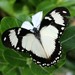 Mocker Swallowtail - Photo (c) Martin Grimm, some rights reserved (CC BY-NC), uploaded by Martin Grimm