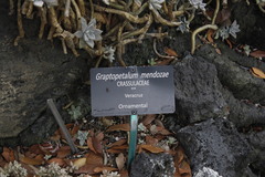 Graptopetalum mendozae