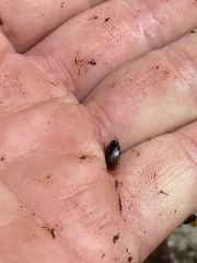 Coptotomus