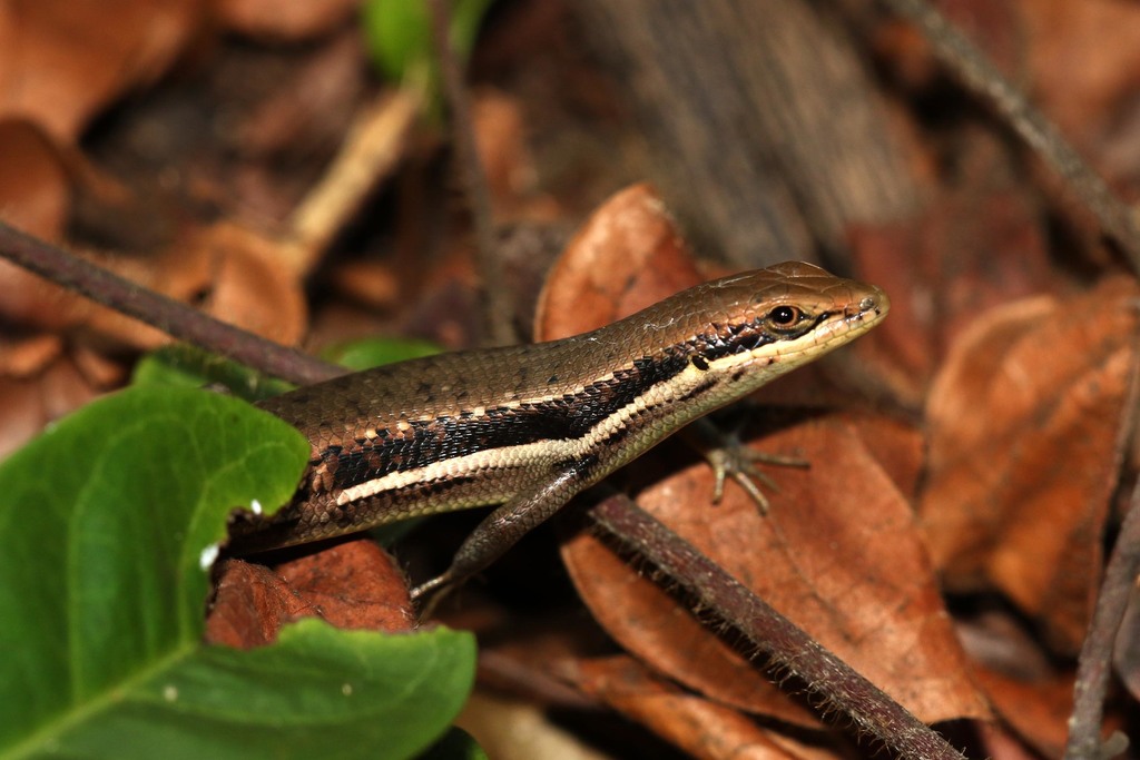 Pemba Island Skink
