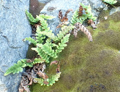 Polypodium amorphum