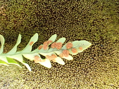 Polypodium amorphum