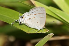 Hypolycaena philippus