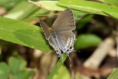 Hypolycaena philippus