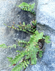 Polypodium amorphum
