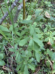 Lonicera villosa