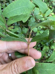 Lonicera villosa