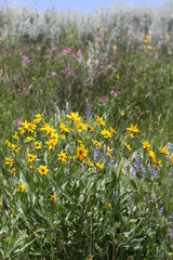 Wyethia amplexicaulis