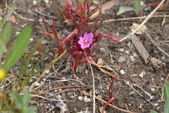 Lewisia pygmaea