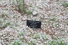 Pereskiopsis blakeana