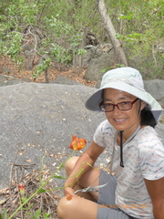 Lilium pardalinum pardalinum