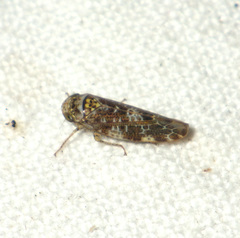 Athysanini