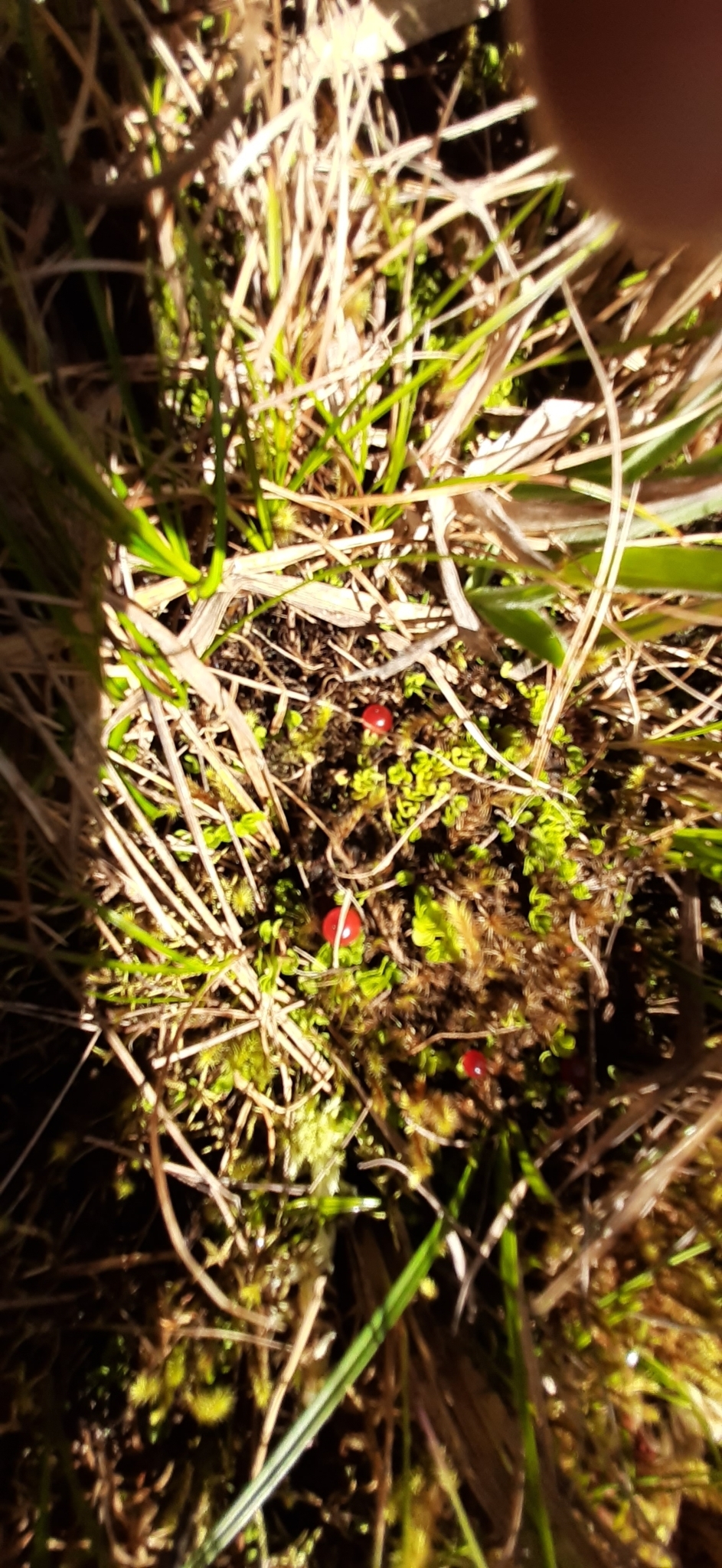 Nertera granadensis image