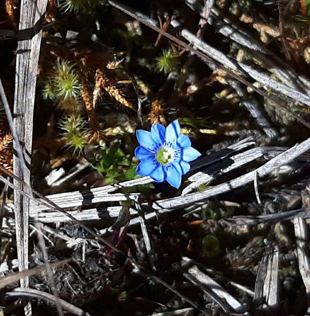 Gentiana sedifolia image