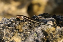 Cryptoblepharus africanus