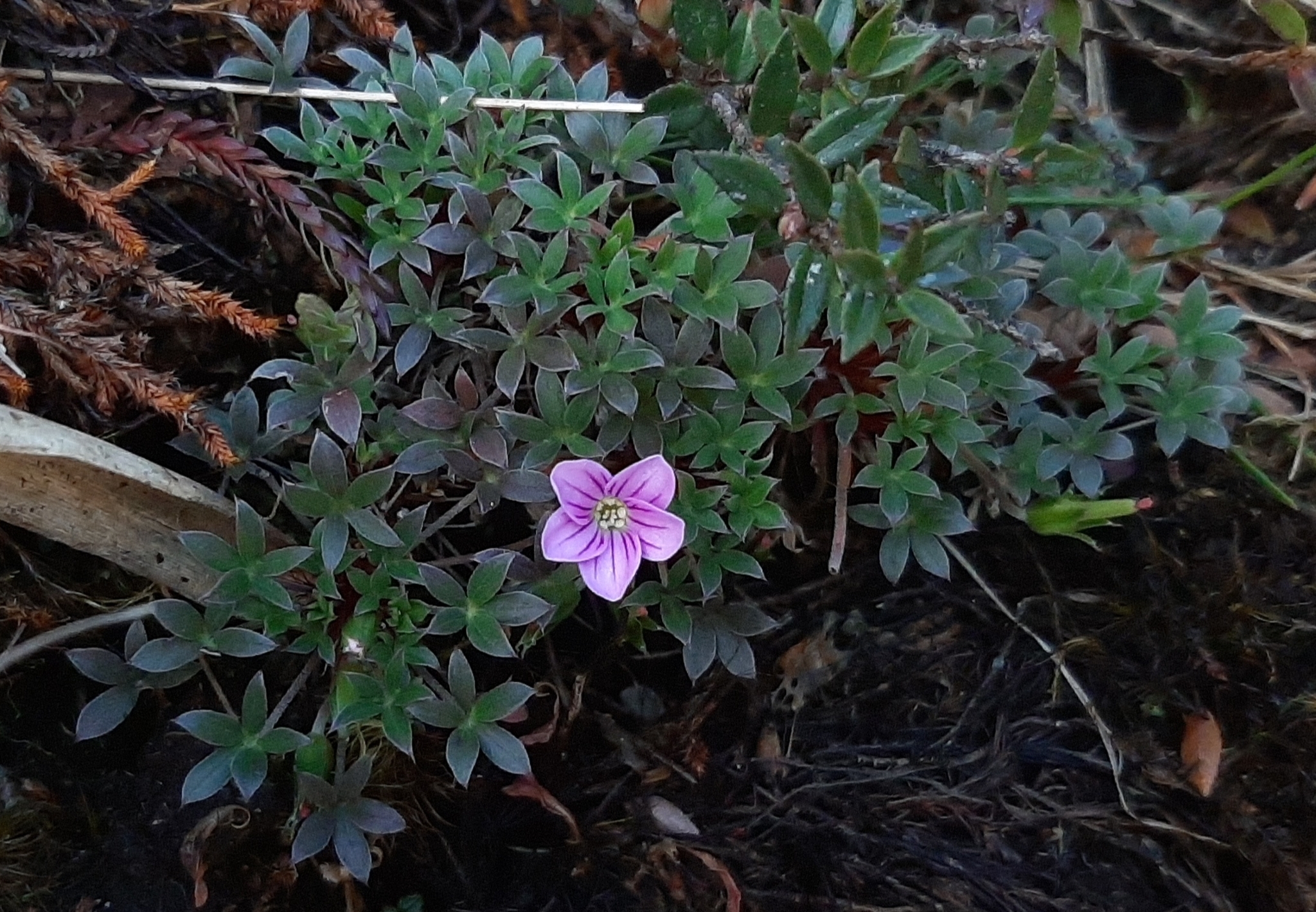 Geranium sibbaldioides image