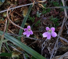 Geranium sibbaldioides