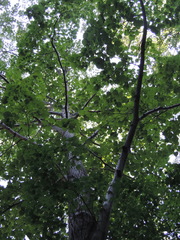 Tilia mandshurica