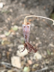 Cotyledon egglii