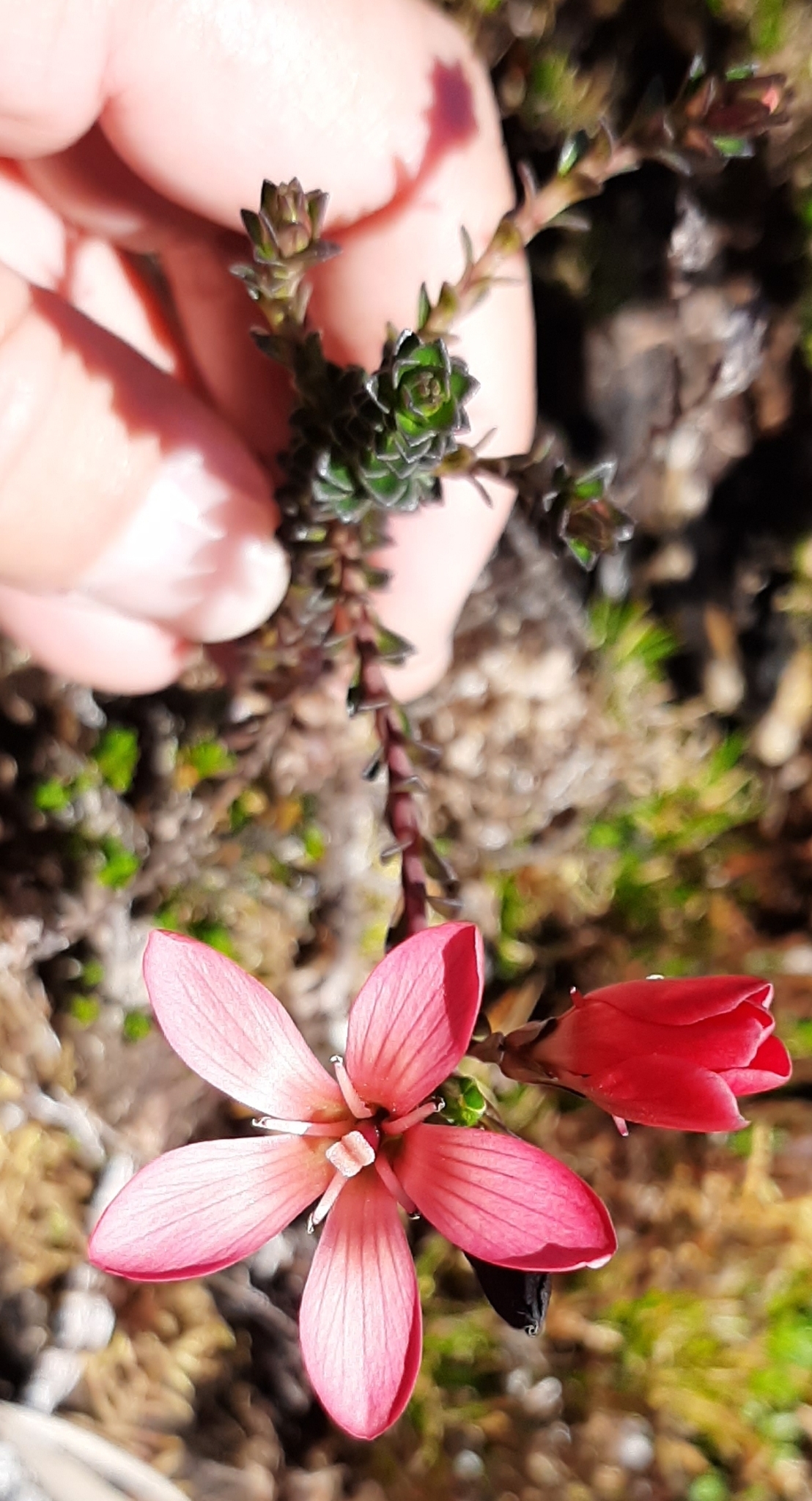 Gentianella image