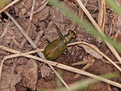 Cicindela nigrocoerulea
