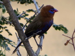 Granatina ianthinogaster