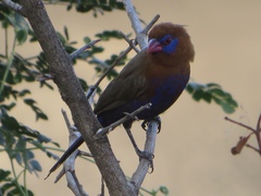 Granatina ianthinogaster
