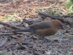 Granatina ianthinogaster