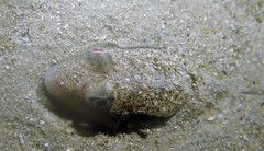 Torquigener squamicauda