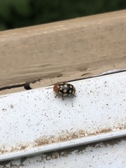 Cryptocephalus guttulatus