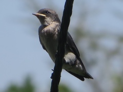 Hirundo smithii