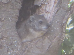 Dendrohyrax arboreus