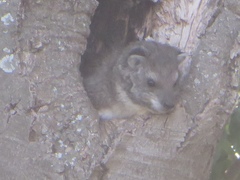 Dendrohyrax arboreus