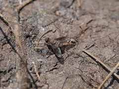 Chrysanthrax vanus