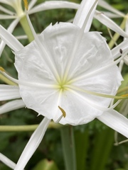 Hymenocallis occidentalis