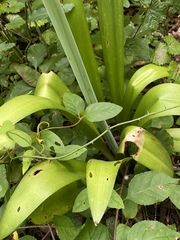 Hymenocallis occidentalis