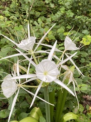 Hymenocallis occidentalis