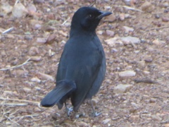 Laniarius funebris