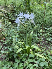 Hymenocallis occidentalis