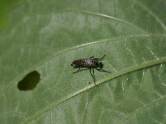 Coleomyia