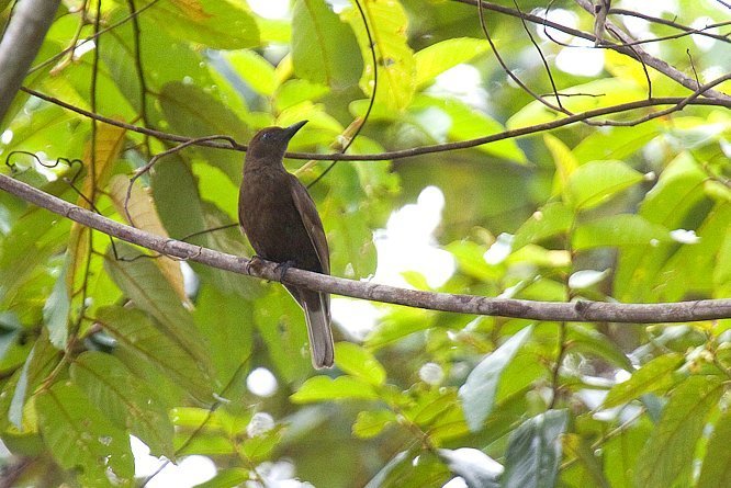 Halmahera Oriole photo